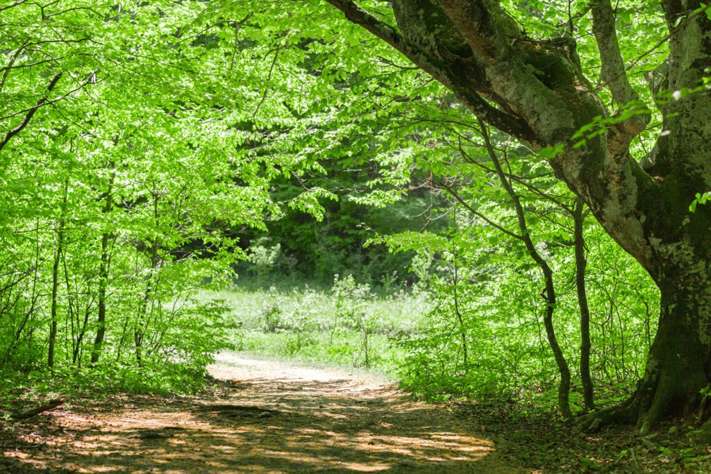 Onderhoud snoeien van bomen