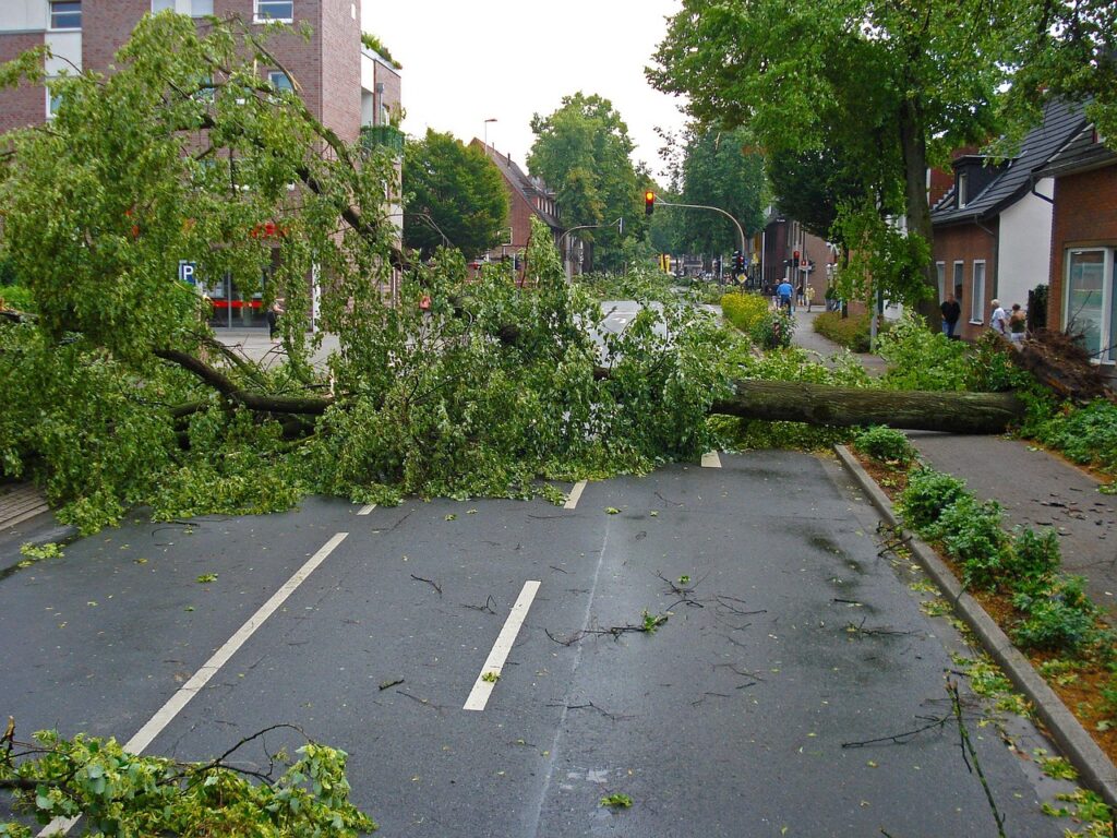 Stormschade aan bomen